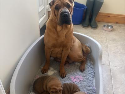 Female Shar Pei puppy for sale in Meath