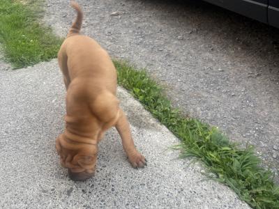 Female Shar Pei puppy for sale in Meath