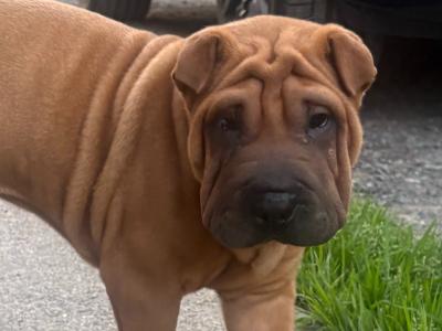 Female Shar Pei puppy for sale in Meath