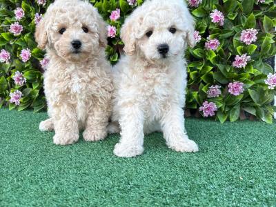 Poochon puppies in Longford