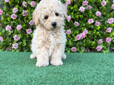 Poochon puppies in Longford