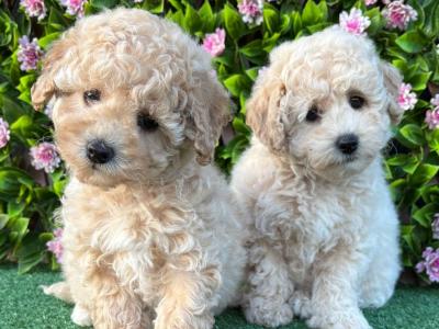 Poochon puppies in Longford