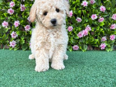 Poochon puppies in Longford