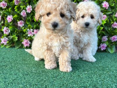 Poochon puppies in Longford