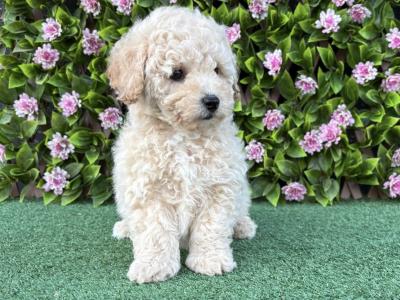 Poochon puppies in Longford