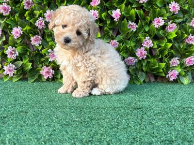 Poochon puppies in Longford