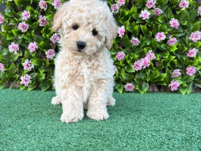 Poochon puppies in Longford