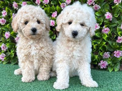 Poochon puppies in Longford
