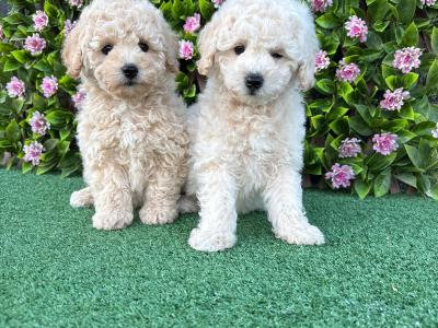 Poochon puppies in Longford