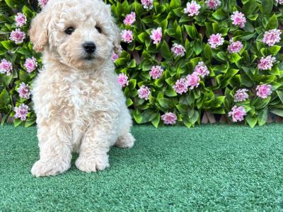 Poochon puppies in Longford