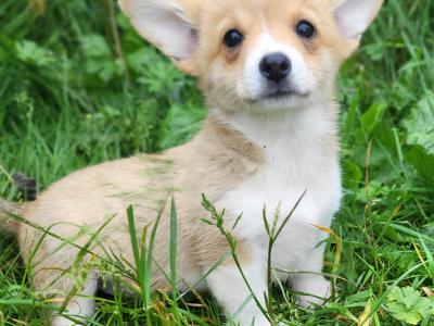 Stunning Irish Kennel Club Registered Pembroke Corgi puppies in Wexford