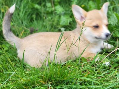 Stunning Irish Kennel Club Registered Pembroke Corgi puppies in Wexford
