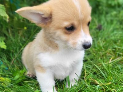 Stunning Irish Kennel Club Registered Pembroke Corgi puppies in Wexford