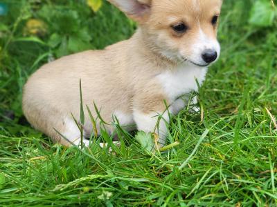 Stunning Irish Kennel Club Registered Pembroke Corgi puppies in Wexford
