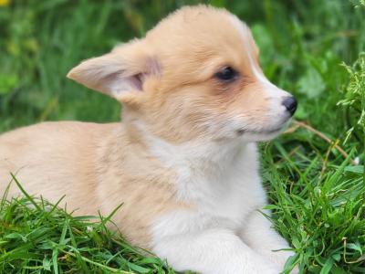 Stunning Irish Kennel Club Registered Pembroke Corgi puppies in Wexford