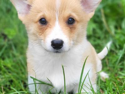 Stunning Irish Kennel Club Registered Pembroke Corgi puppies in Wexford