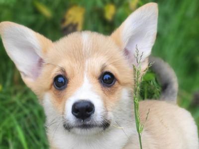 Stunning Irish Kennel Club Registered Pembroke Corgi puppies in Wexford