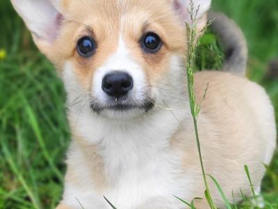 Stunning Irish Kennel Club registered Pembroke Corgi puppies