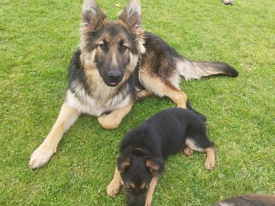 German Shepherd puppies in Offaly