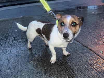Male Jack Russell x Chihuahua puppy 8 months old in Dublin - €350