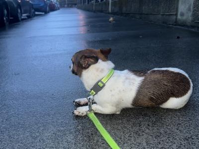 Male Jack Russell x Chihuahua puppy 8 months old in Dublin - €350