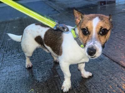 Male Jack Russell x Chihuahua puppy 8 months old in Dublin - €350