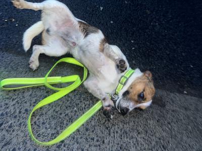 Male Jack Russell x Chihuahua puppy 8 months old in Dublin - €350
