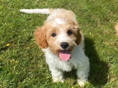 Stunning Cavapoo puppies in Wexford
