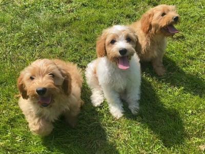 Stunning Cavapoo puppies in Wexford