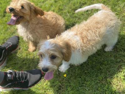 Stunning Cavapoo puppies in Wexford