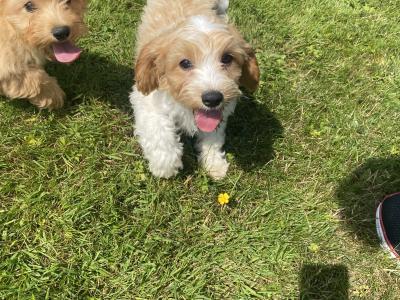 Stunning Cavapoo puppies in Wexford
