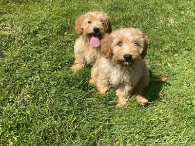 Stunning Cavapoo puppies in Wexford