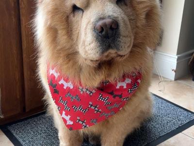 Mr Chow the Chow Chow