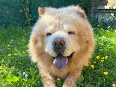 Mr Chow the Chow Chow