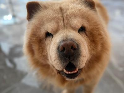 Mr Chow the Chow Chow