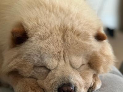 Mr Chow the Chow Chow