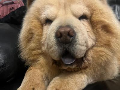 Mr Chow the Chow Chow