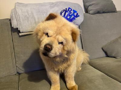 Mr Chow the Chow Chow