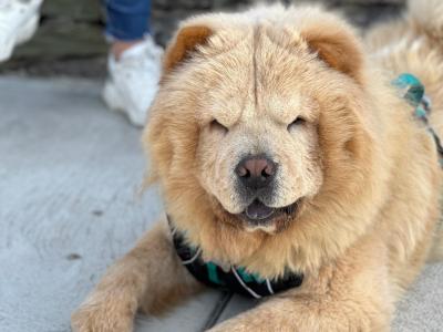 Mr Chow the Chow Chow
