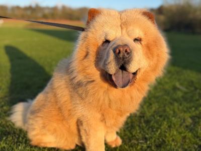 Mr Chow the Chow Chow