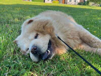 Mr Chow the Chow Chow