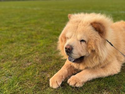 Mr Chow the Chow Chow
