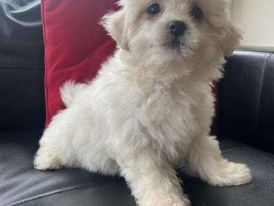 Teddy Bear (Bichon Frise x Shih Tzu) puppies in Cavan 😊