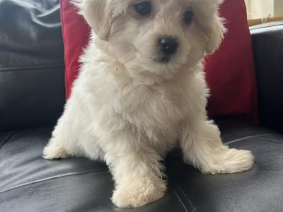 Teddy Bear (Bichon Frise x Shih Tzu) puppies in Cavan 😊