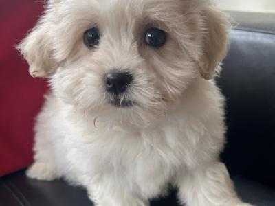 Teddy Bear (Bichon Frise x Shih Tzu) puppies in Cavan 😊