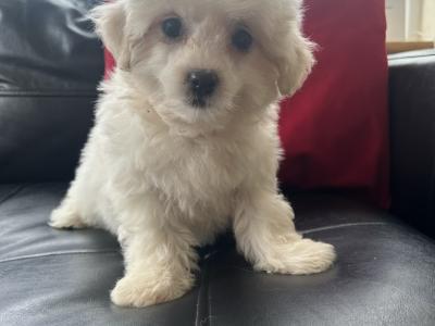 Teddy Bear (Bichon Frise x Shih Tzu) puppies in Cavan 😊
