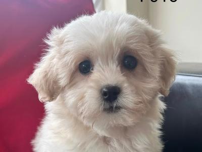 Teddy Bear (Bichon Frise x Shih Tzu) puppies in Cavan 😊