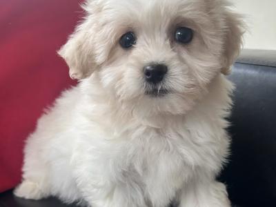Teddy Bear (Bichon Frise x Shih Tzu) puppies in Cavan 😊