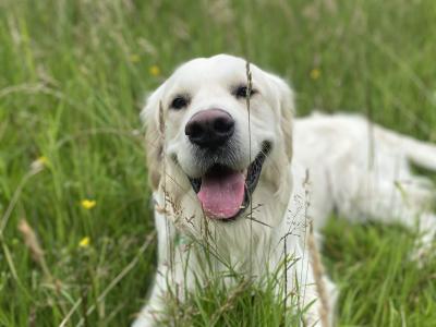 Duffy is a 2 year old male Golden Retriever in Dublin - very sweet dog