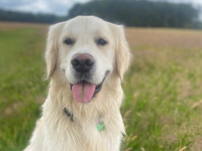 Duffy is a 2 year old male Golden Retriever in Dublin - very sweet dog